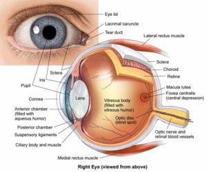 LenSx LASIK